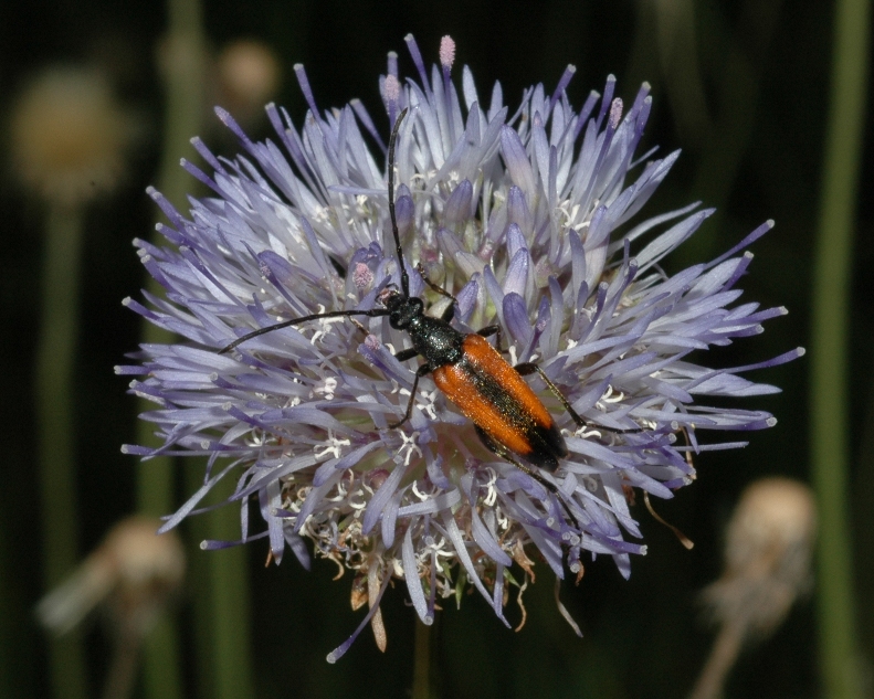 Cerambycidae  