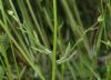 image of Jasione montana
