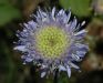 image of Jasione montana