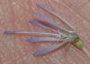 image of Jasione montana