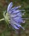 image of Jasione laevis