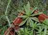 image of Jasione laevis