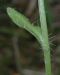 image of Jasione laevis