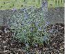 image of Caryopteris clandonensis