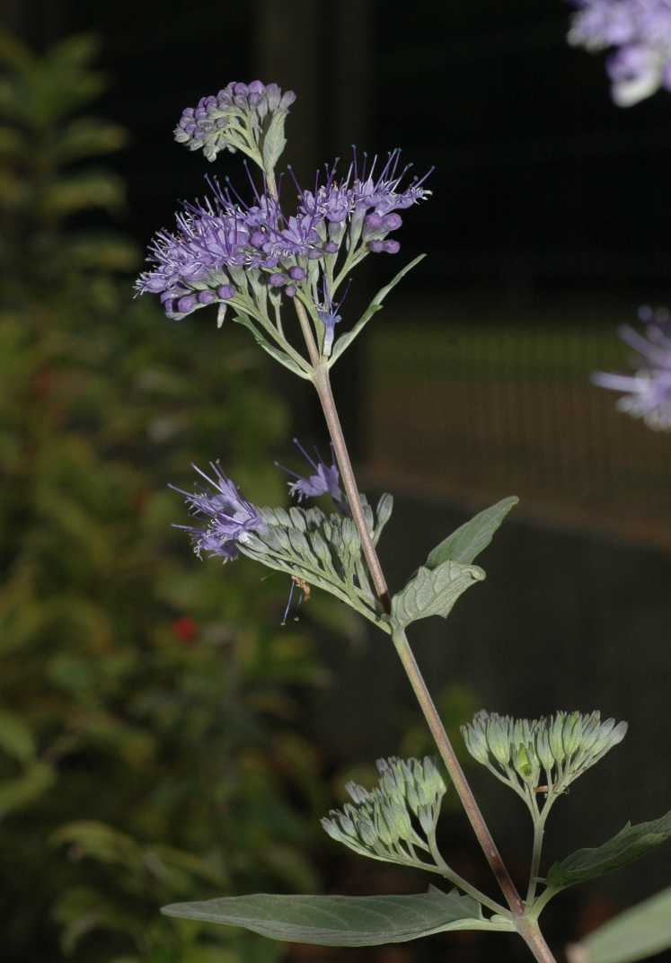 Lamiaceae Caryopteris clandonensis