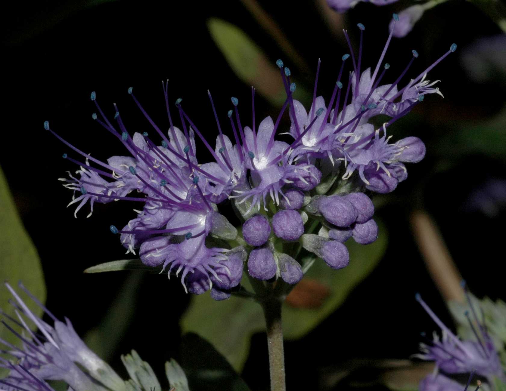 Lamiaceae Caryopteris clandonensis