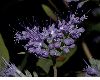image of Caryopteris clandonensis