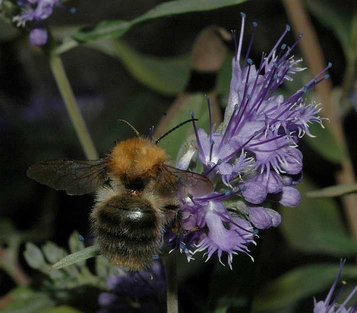 Bombidae  