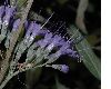 image of Caryopteris clandonensis