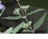 image of Caryopteris clandonensis