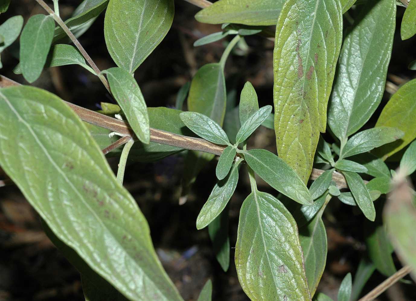 Lamiaceae Caryopteris clandonensis