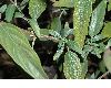 image of Caryopteris clandonensis