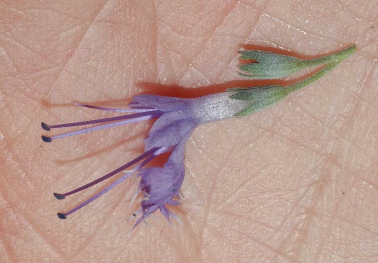 Lamiaceae Caryopteris clandonensis