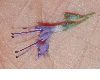 image of Caryopteris clandonensis