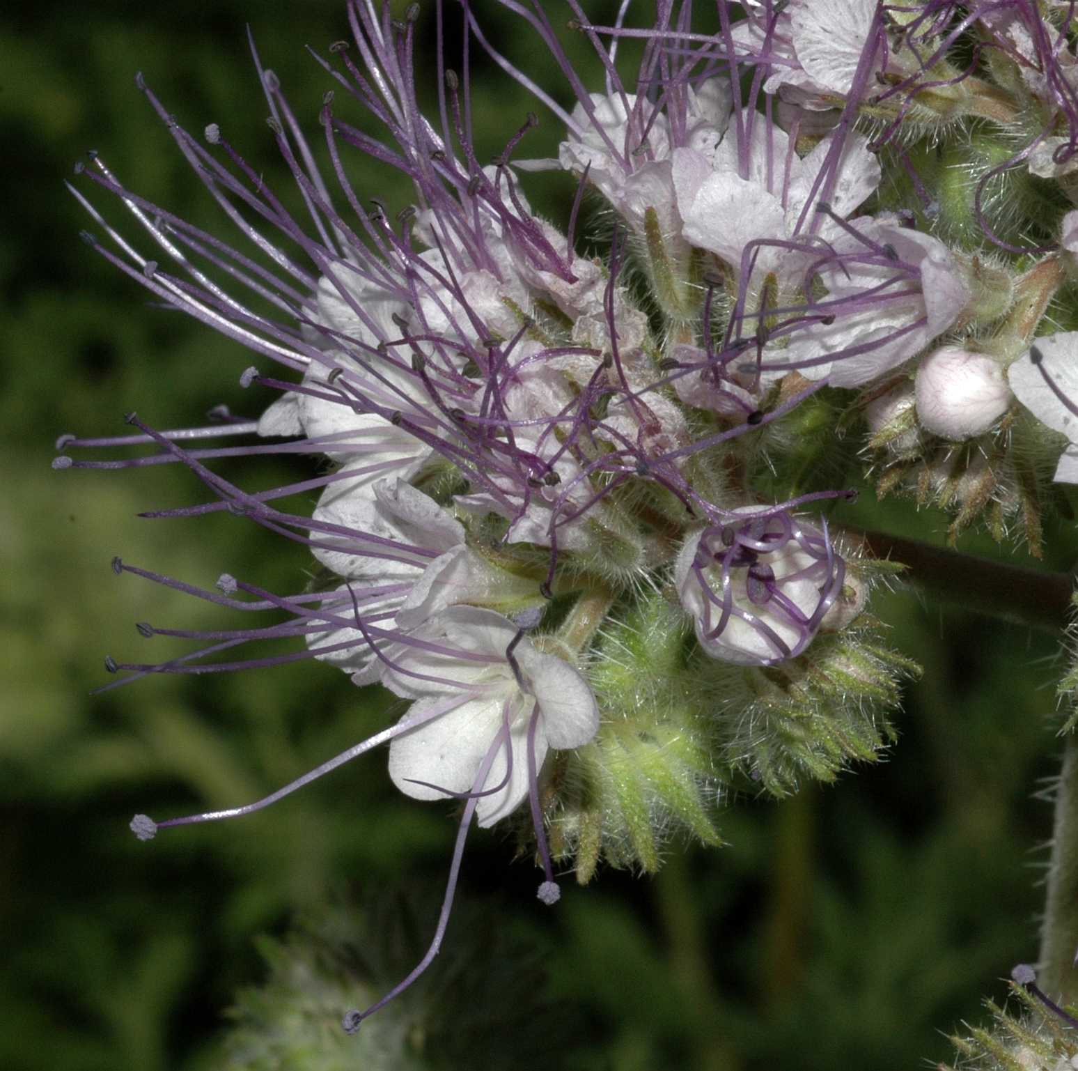 Hydrophyllaceae Phacelia tanacetifolia