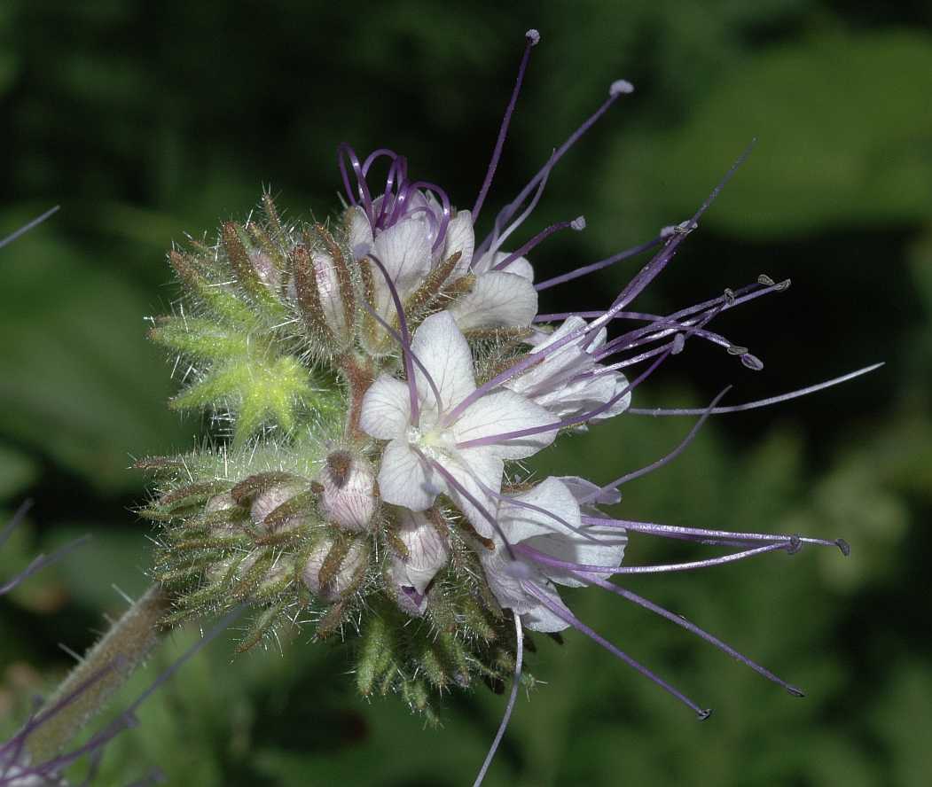 Hydrophyllaceae Phacelia tanacetifolia