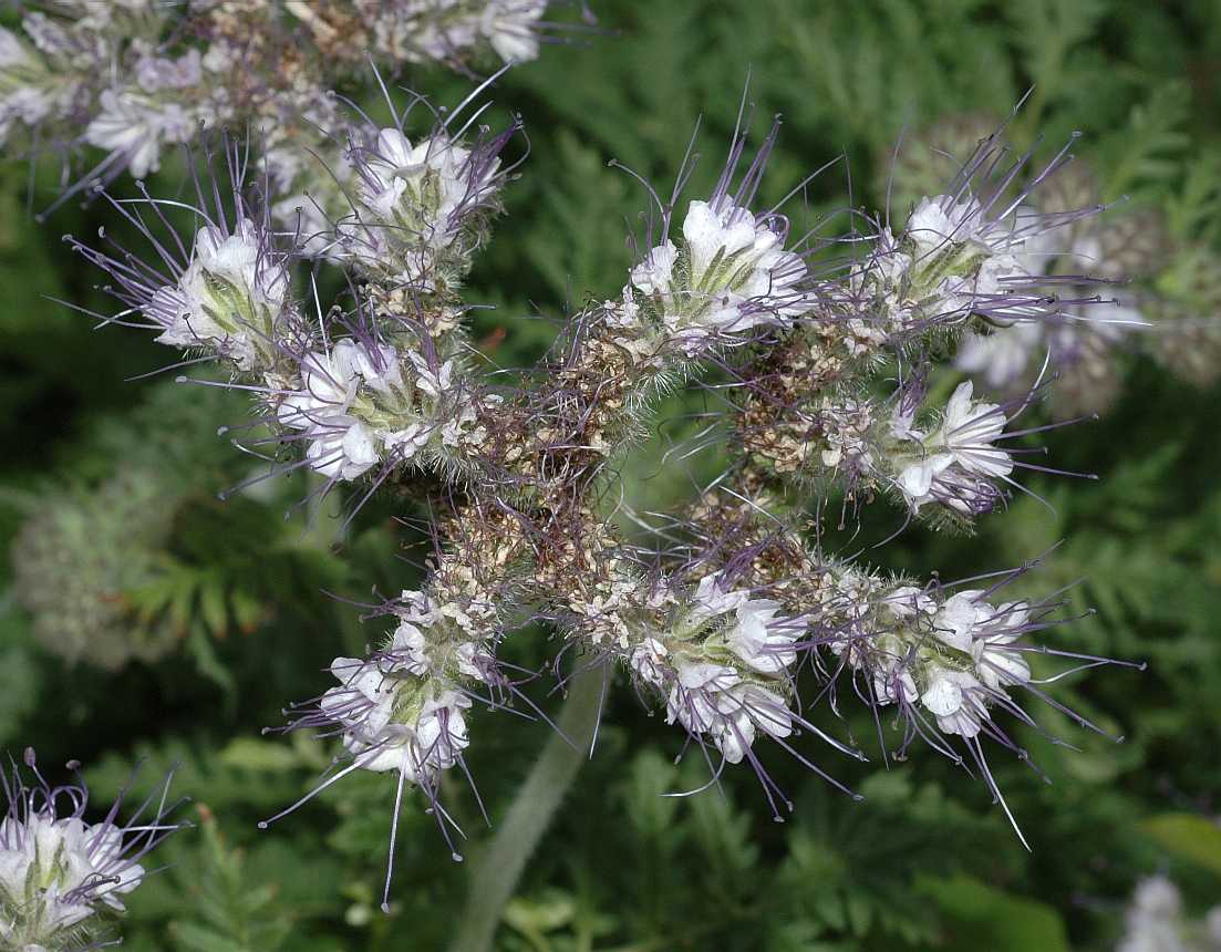 Hydrophyllaceae Phacelia tanacetifolia