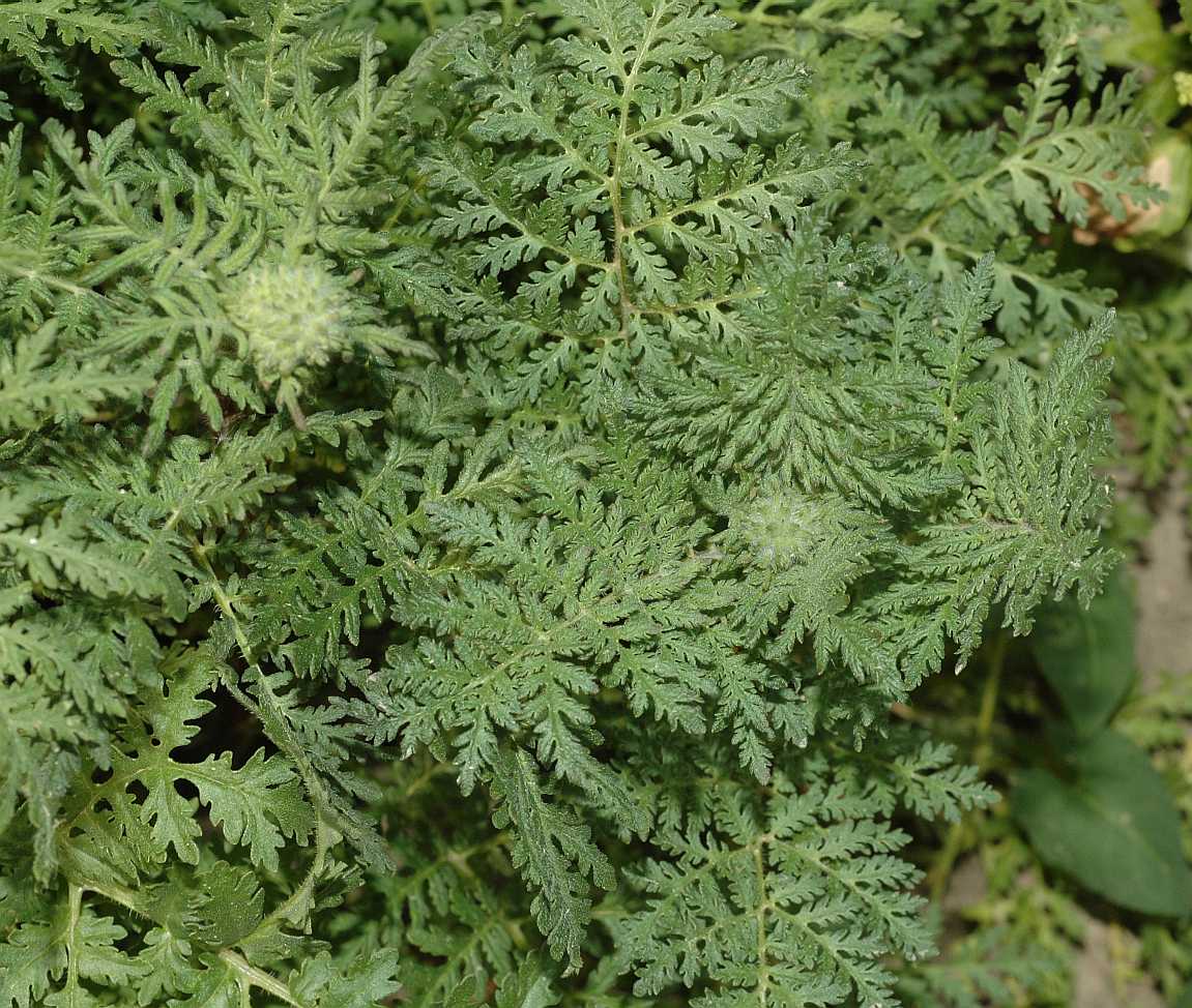 Hydrophyllaceae Phacelia tanacetifolia