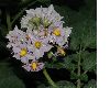 image of Solanum tuberosum
