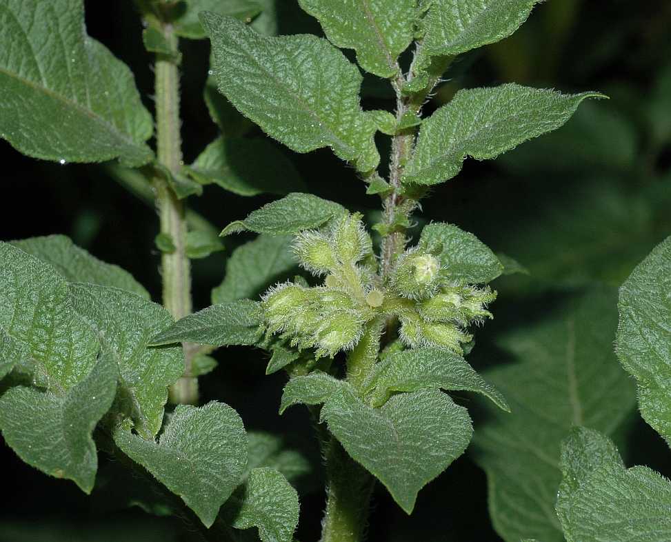 Solanaceae Solanum tuberosum