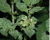 image of Solanum tuberosum