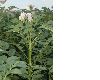 image of Solanum tuberosum