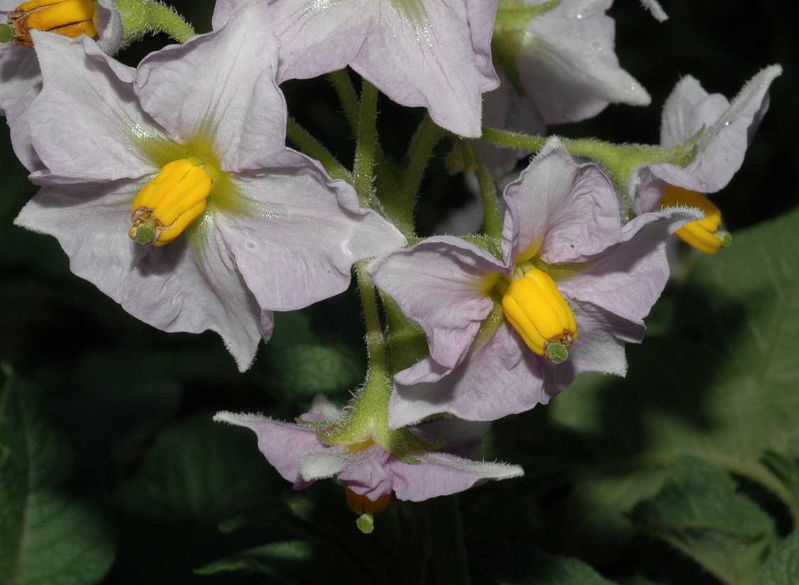 Solanaceae Solanum tuberosum