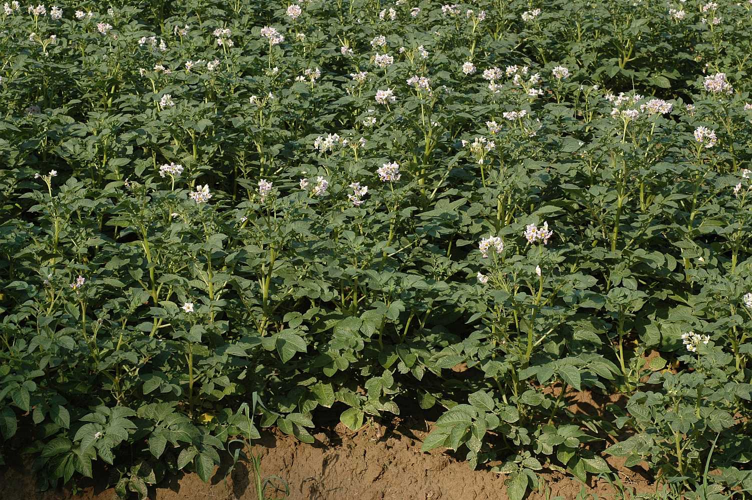 Solanaceae Solanum tuberosum