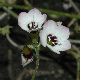 image of Gilia tricolor