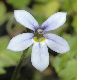 image of Isotoma fluviatilis