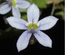 image of Isotoma fluviatilis