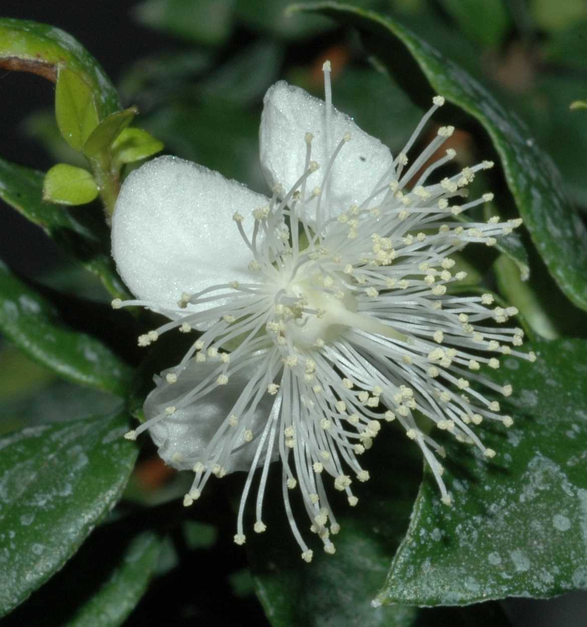 Myrtaceae Luma chequen