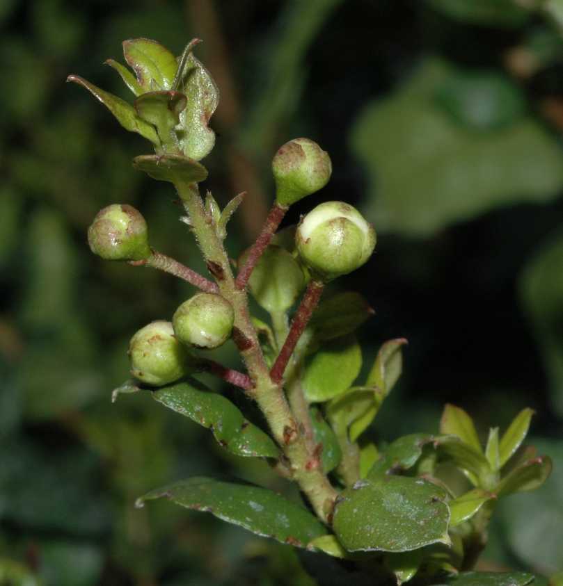 Myrtaceae Luma chequen