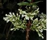 image of Syringa pinnatifolia