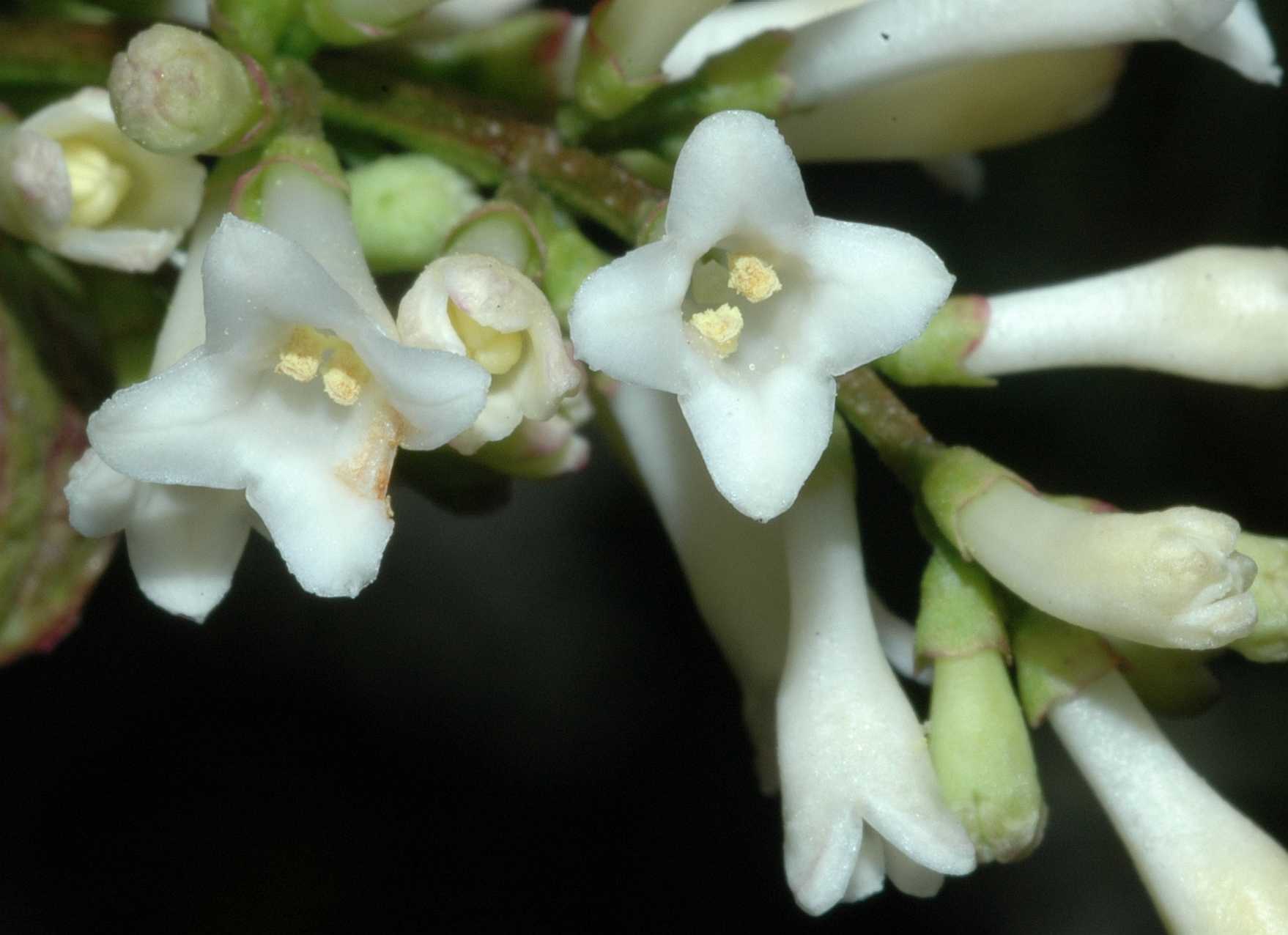 Oleaceae Syringa pinnatifolia