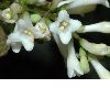 image of Syringa pinnatifolia