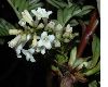 image of Syringa pinnatifolia
