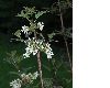 image of Syringa pinnatifolia