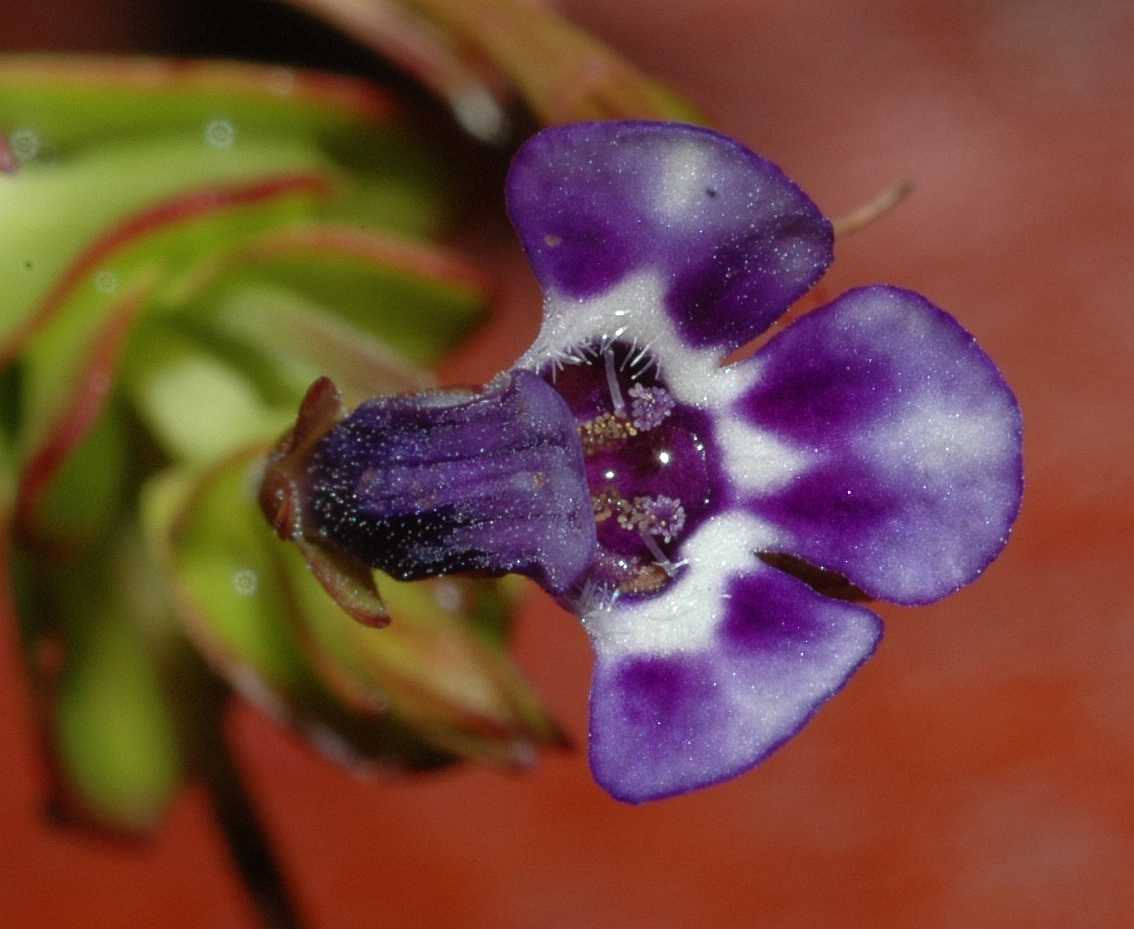 Linderniaceae Lindernia grandifolia
