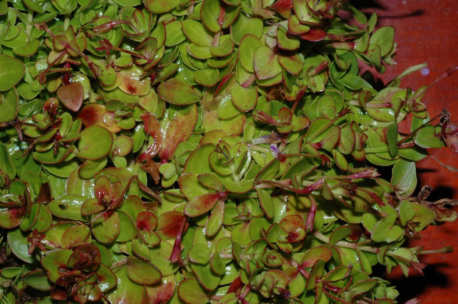 Linderniaceae Lindernia grandifolia