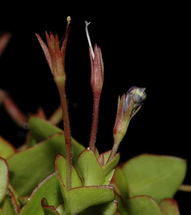 Linderniaceae Lindernia grandifolia