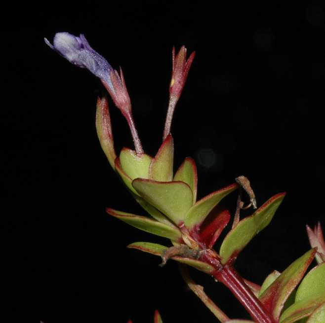 Linderniaceae Lindernia grandifolia
