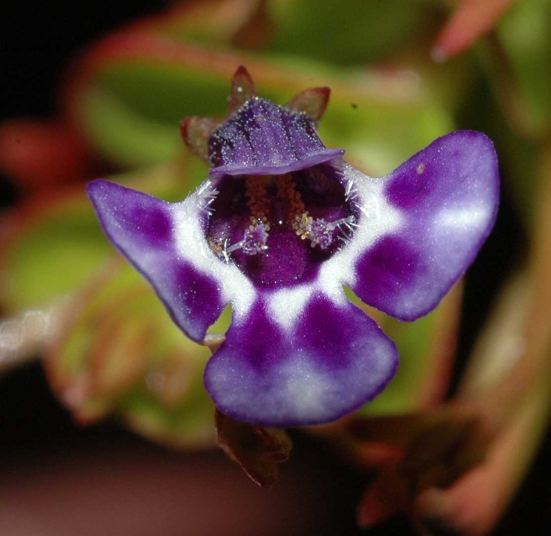 Linderniaceae Lindernia grandifolia