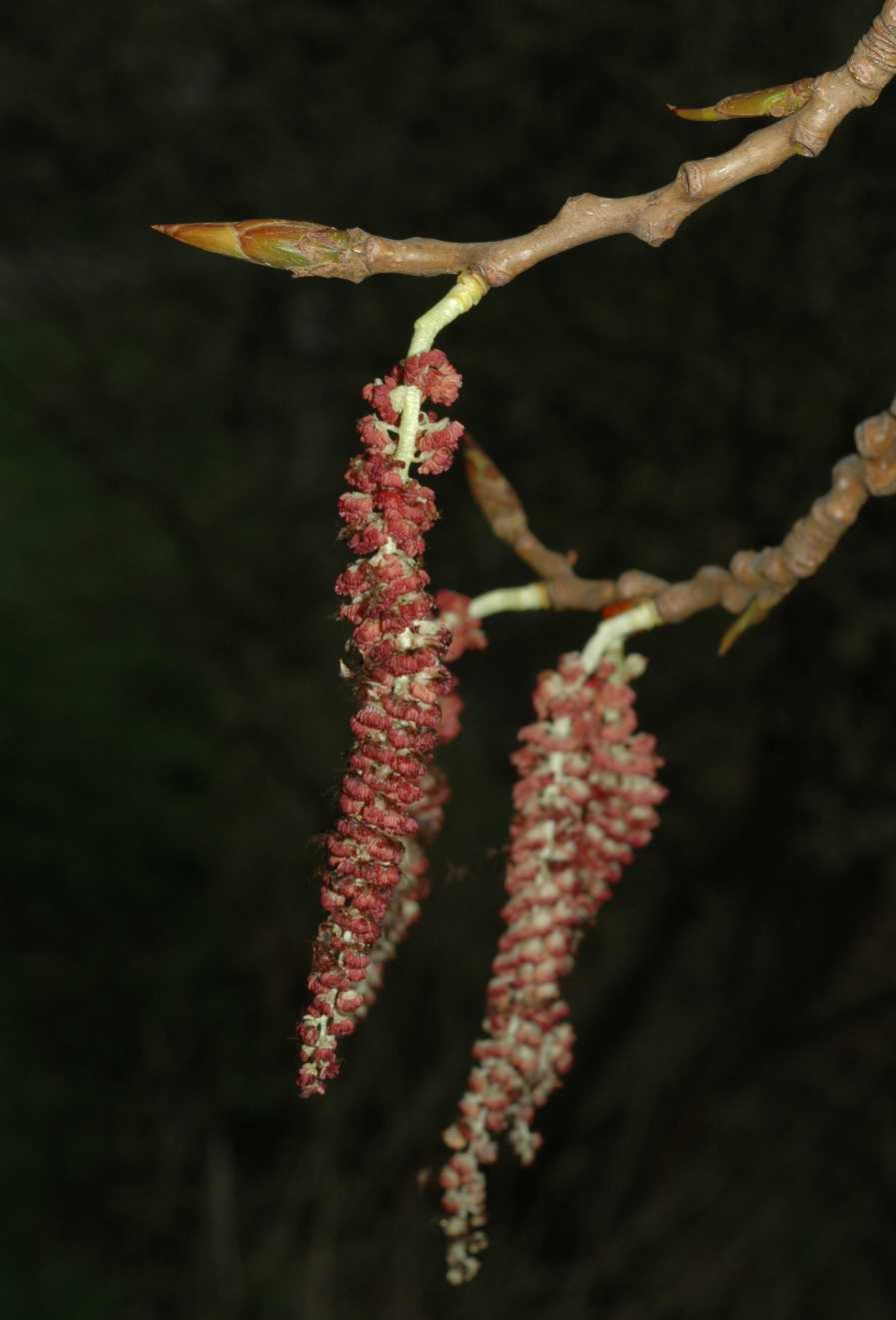 Salicaceae Populus 