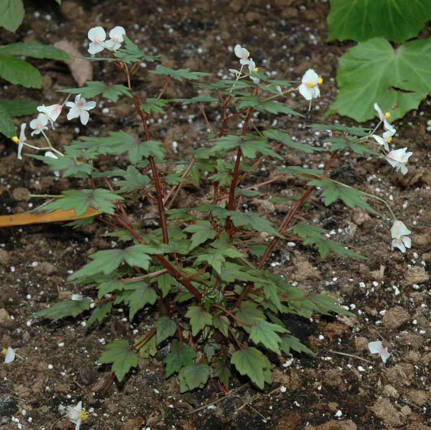 Begoniaceae Begonia partita