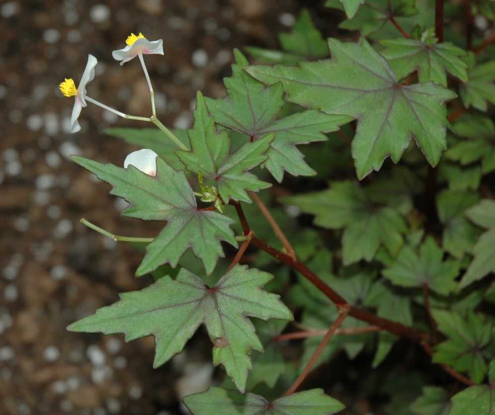 Begoniaceae Begonia partita