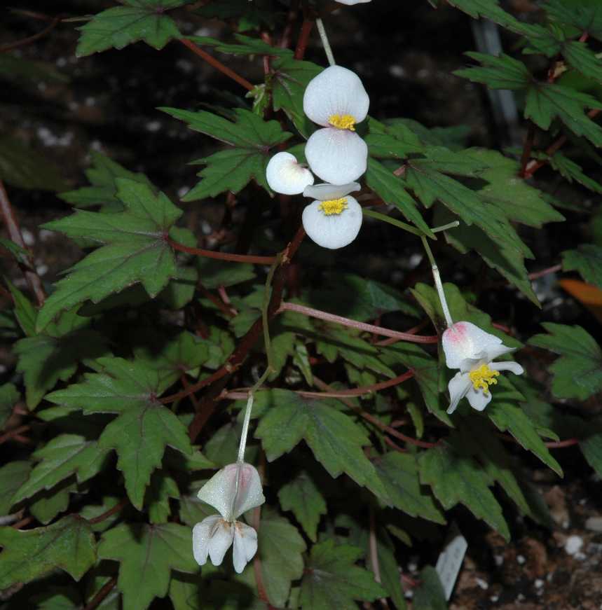Begoniaceae Begonia partita