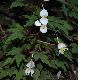 image of Begonia partita
