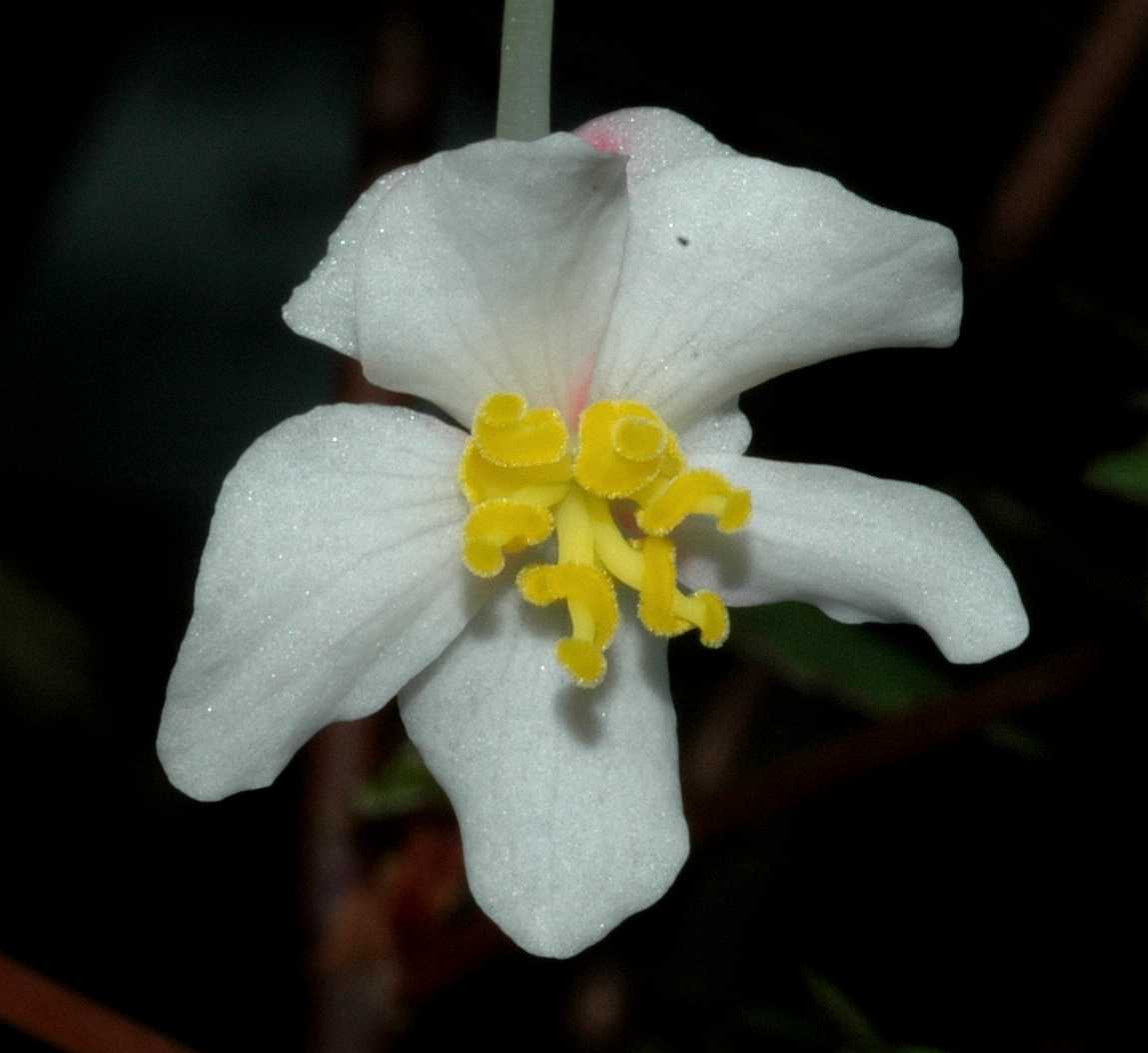 Begoniaceae Begonia partita