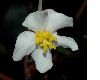 image of Begonia partita